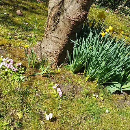 Bleue Des Hortillonnages * Amiens